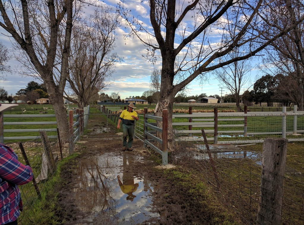 Glen Innes Regional Saleyards | 36 Lang St, Glen Innes NSW 2370, Australia | Phone: (02) 6730 2300