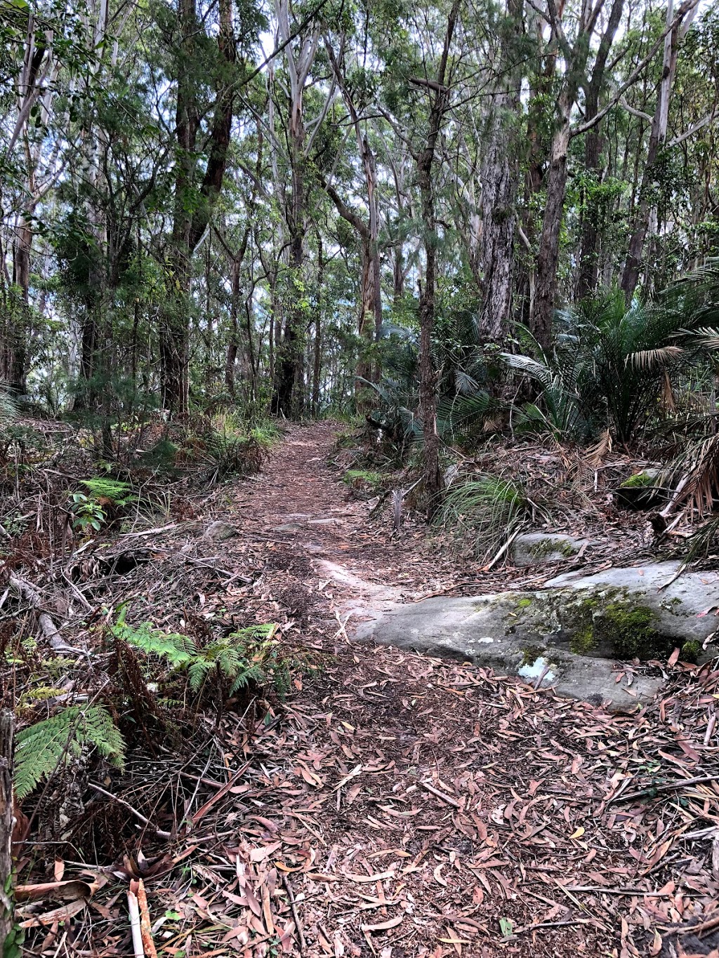 Bouddi Spur Walking Track | Mount Bouddi Rd, Macmasters Beach NSW 2251, Australia