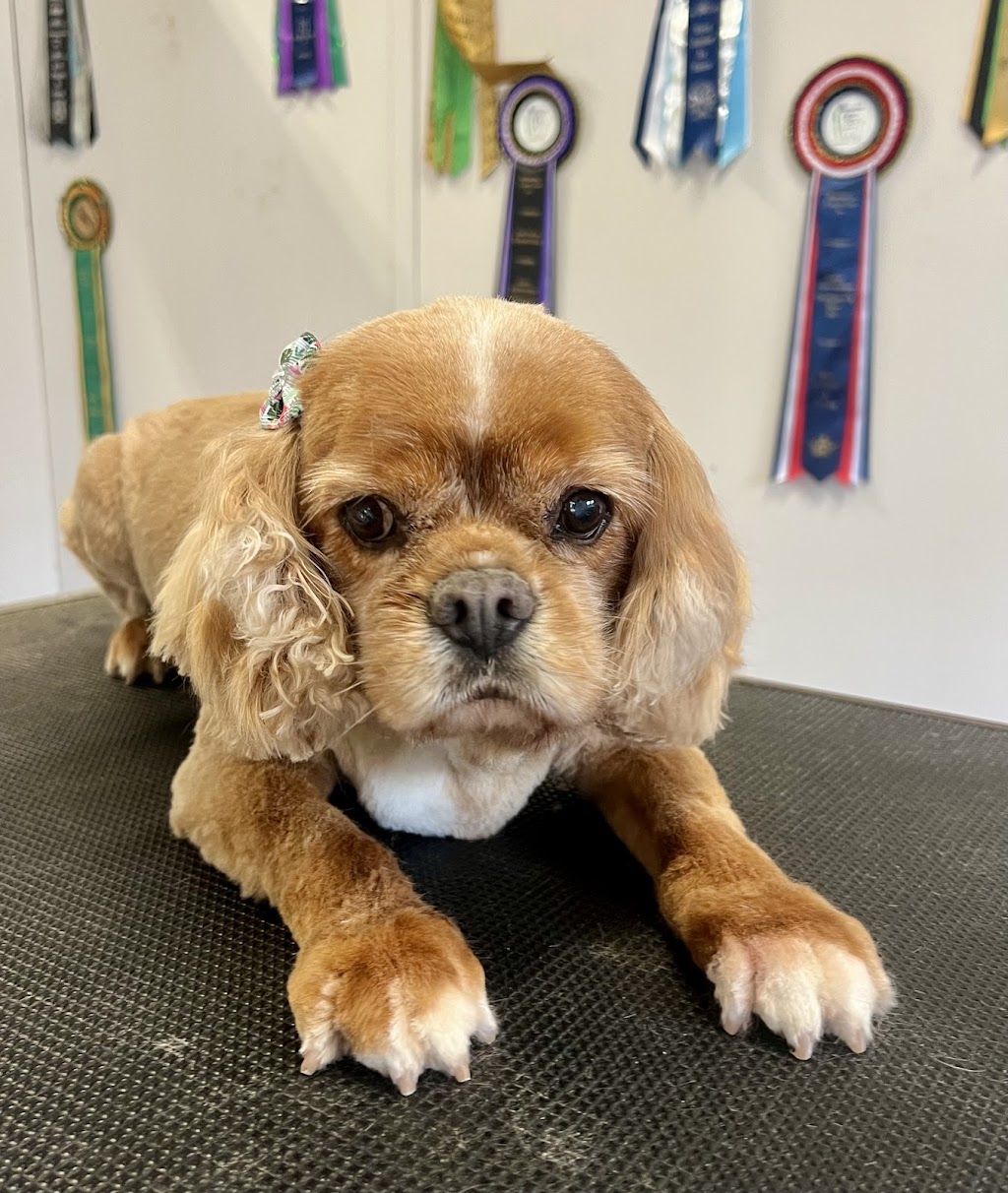 The Luxe Dog Grooming Salon | Remembrance Dr, Bargo NSW 2574, Australia | Phone: 0494 312 070