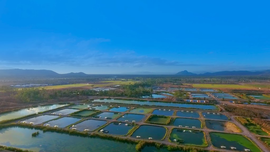 Spring Creek Barramundi (Previously GFB Fisheries) | 275 (LOT 3) Bohle Road, Gumlow QLD 4815, Australia | Phone: (07) 4789 0721