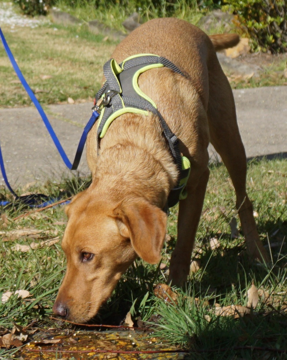 Cutting Edge Canine | 102 Talbot Rd, Hazelbrook NSW 2779, Australia | Phone: 0410 672 228