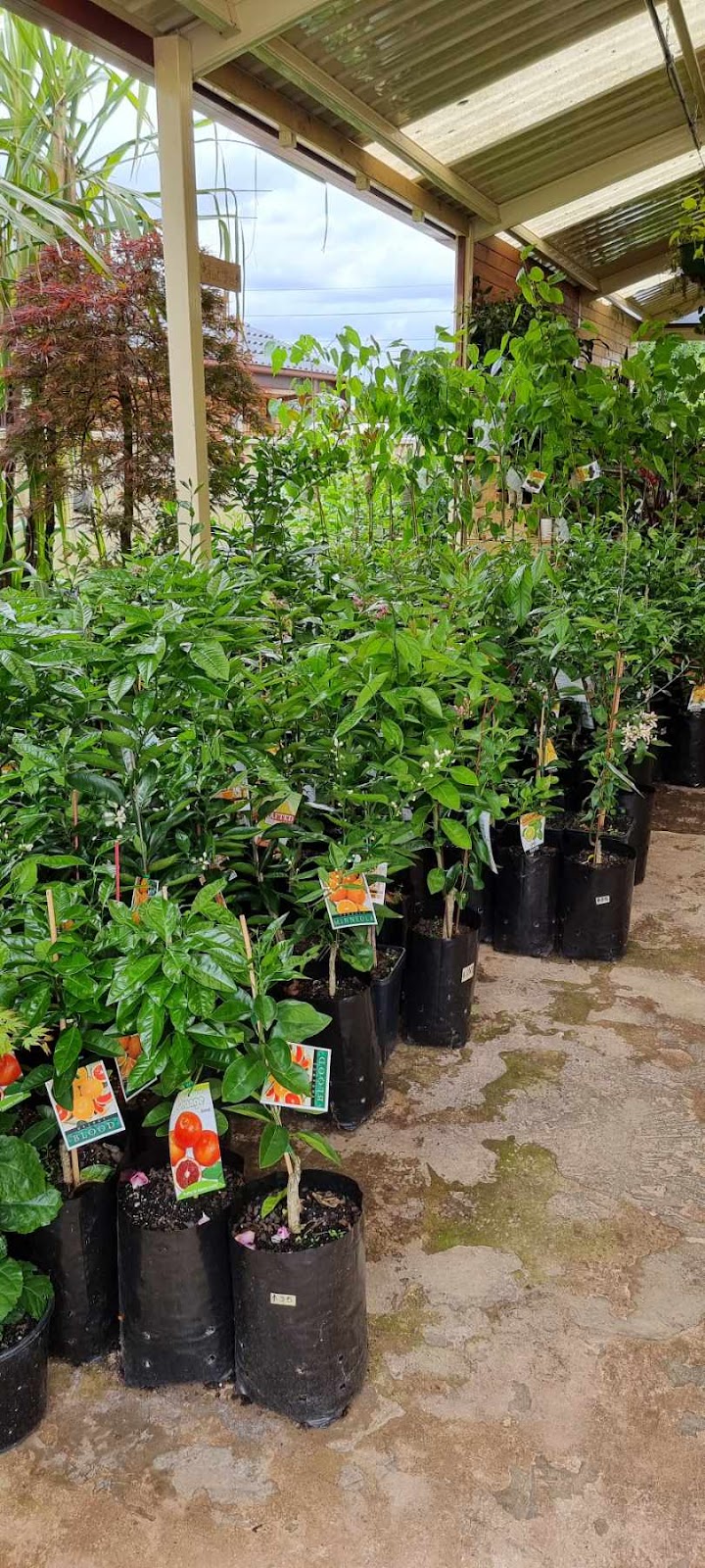 Plant smile Nursery | 19 Lorenzo Cres, Rosemeadow NSW 2560, Australia | Phone: 0433 963 878
