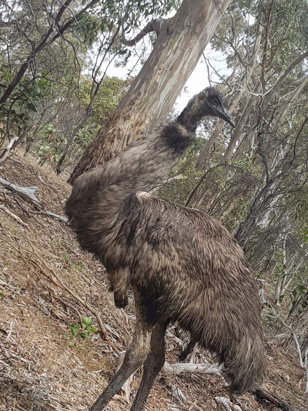 Para Wirra National Park | Para Wirra Dr, Yattalunga SA 5114, Australia