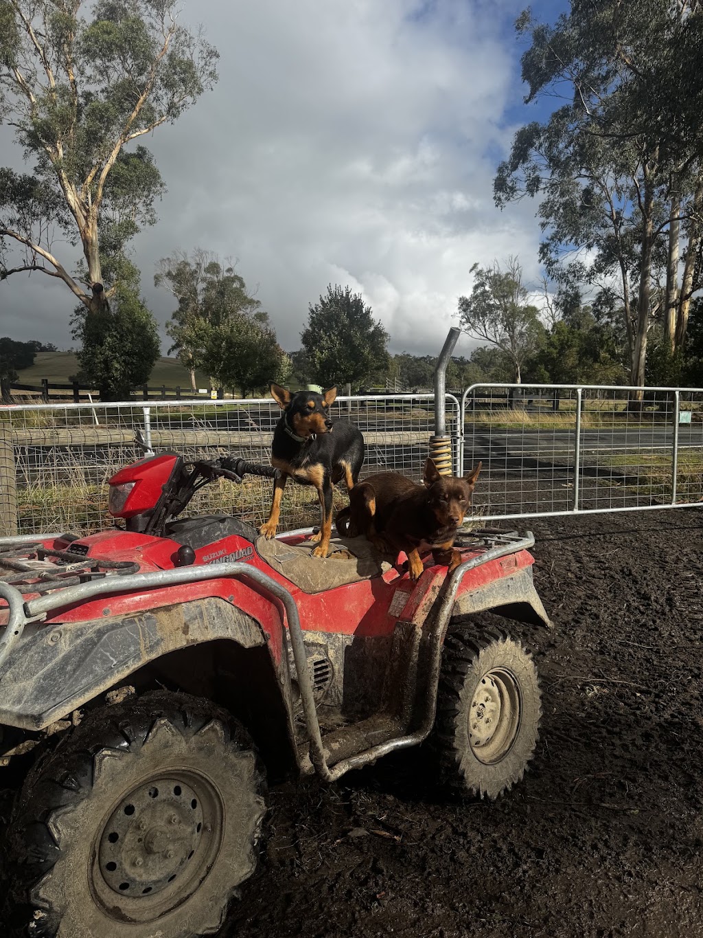 Tarwin.Valley.Kelpies | 500 Meeniyan-Mirboo N Rd, Dumbalk VIC 3956, Australia | Phone: 0439 398 277