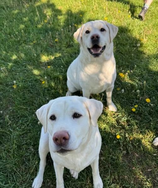 Lukes pet sitting Brisbane Northside | Jayleigh Ct, Morayfield QLD 4506, Australia | Phone: 0414 672 586