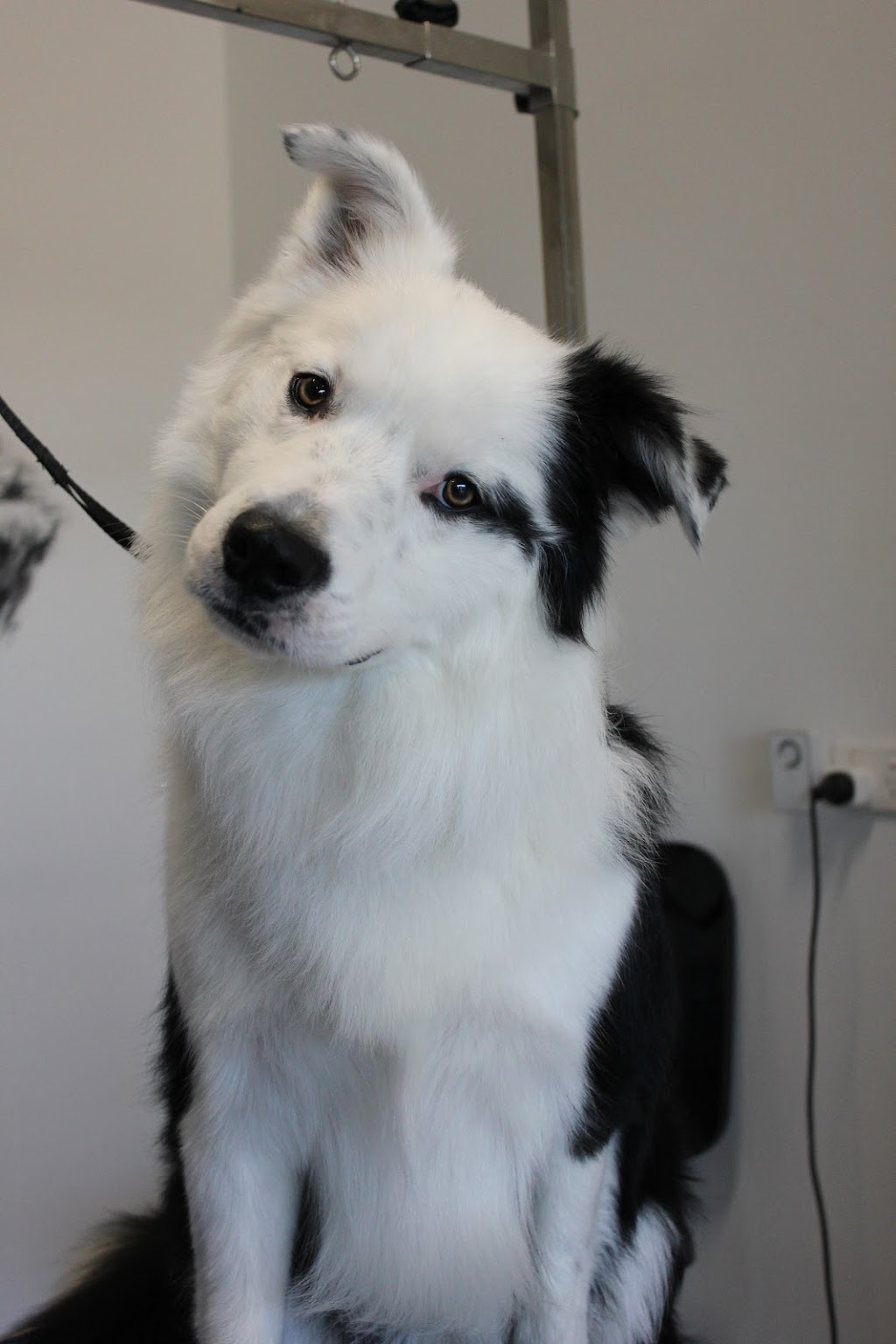 Dribble & Drool Dog Grooming | 13 Georgia Cl, Tooradin VIC 3980, Australia | Phone: 0447 821 234