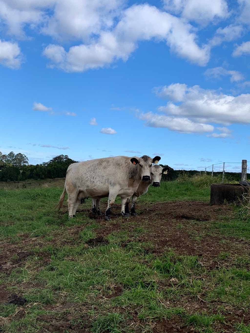 Springfield Speckle Park Stud | 639 Tregeagle Rd, Tregeagle NSW 2480, Australia | Phone: 0429 384 041