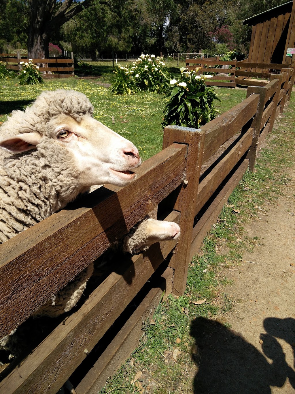 Yallingup Shearing Shed | 1442 Wildwood Rd, Yallingup WA 6282, Australia