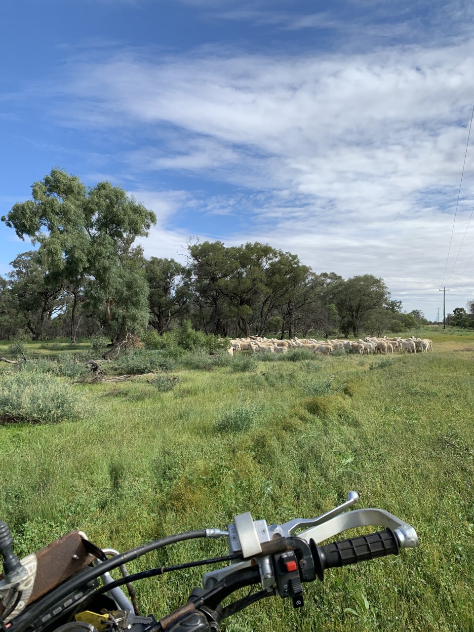 Kahmoo Pastarol Co | Kahmoo, thargomindah rd, Cunnamulla QLD 4490, Australia | Phone: 0417 902 277