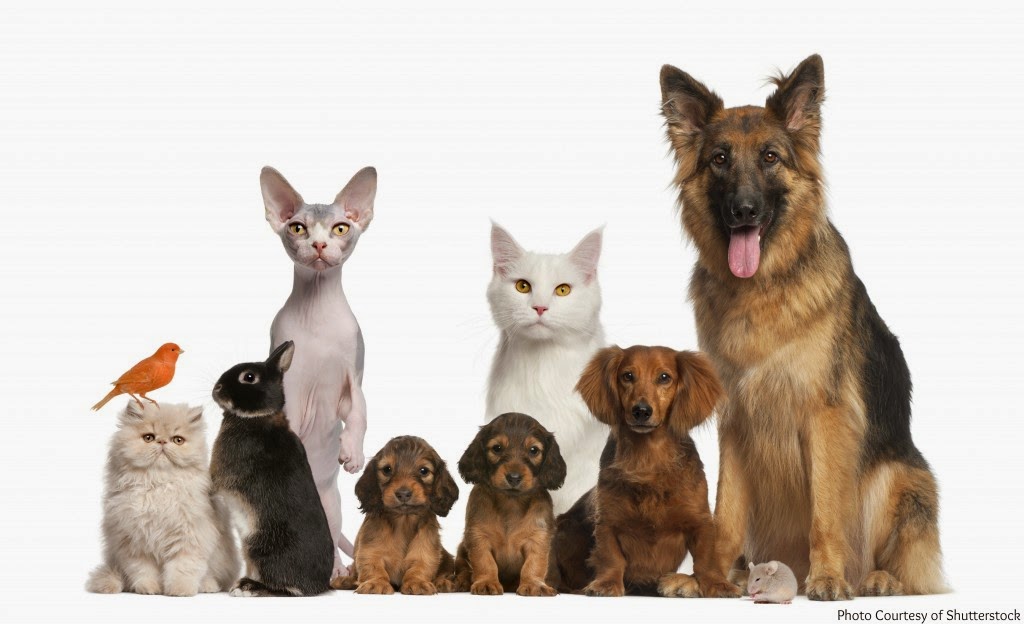 Griffith Veterinary Hospital | 16 Donaldson St, Griffith NSW 2680, Australia | Phone: (02) 6962 3142