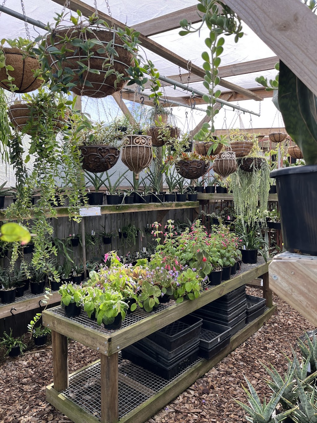 Leafy Life Downunder | 5 Sampson St, Deception Bay QLD 4508, Australia | Phone: 0416 197 784