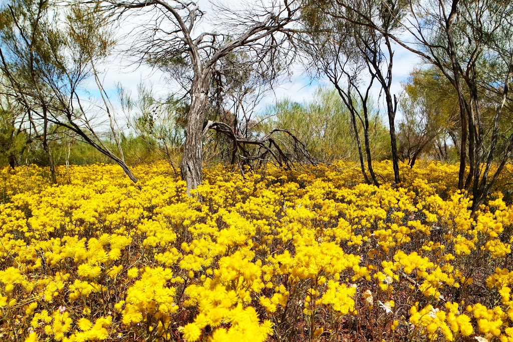 Coalseam Conservation Park | park | Western Australia 6522, Australia