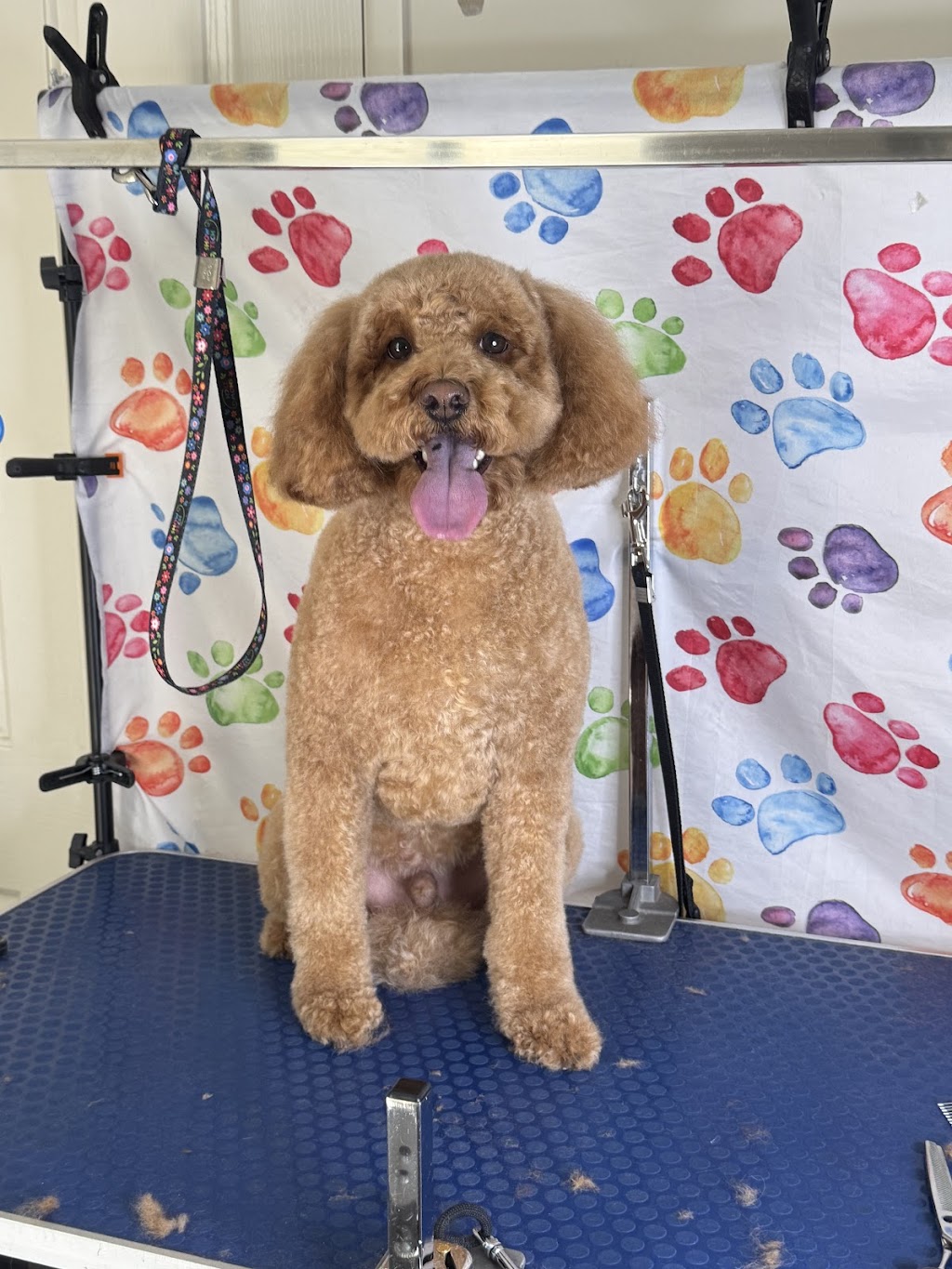 Petloft dog grooming | Lady Ardee Cct, Stockleigh QLD 4280, Australia | Phone: 0479 050 018 Petloft dog grooming | Lady Ardee Cct, Stockleigh QLD 4280, Australia | Phone: 0479 050 018