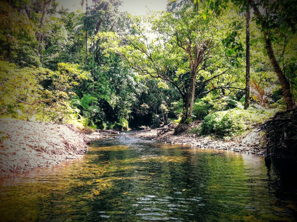 Cooper Creek Wilderness Daintree Rainforest | 2333 Cape Tribulation Rd, Cape Tribulation QLD 4873, Australia | Phone: (07) 4098 9126