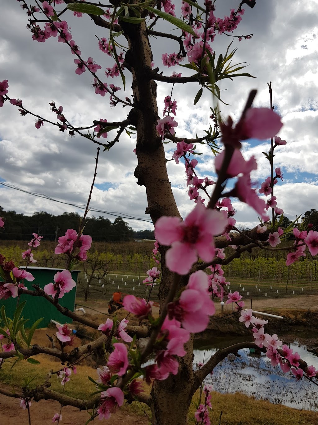 Raeburn Orchards | 4 Raeburn Rd, Roleystone WA 6111, Australia | Phone: (08) 9397 5325