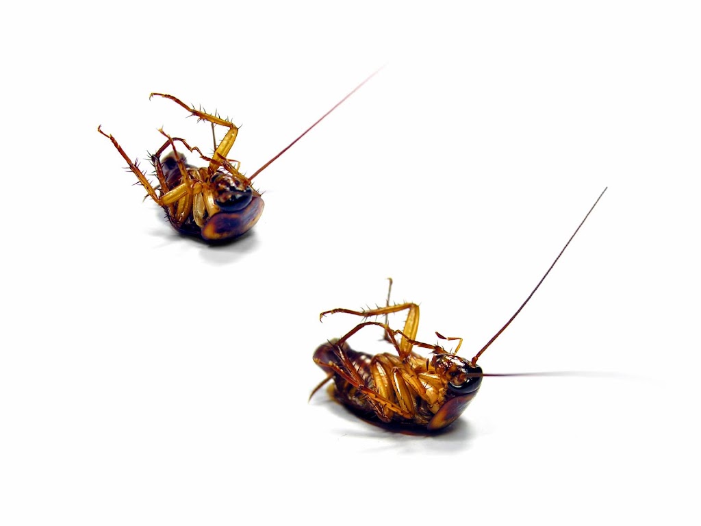 Total Weed and Pest Control (Mackay) | Glenella QLD 4740, Australia | Phone: 0407 485 461