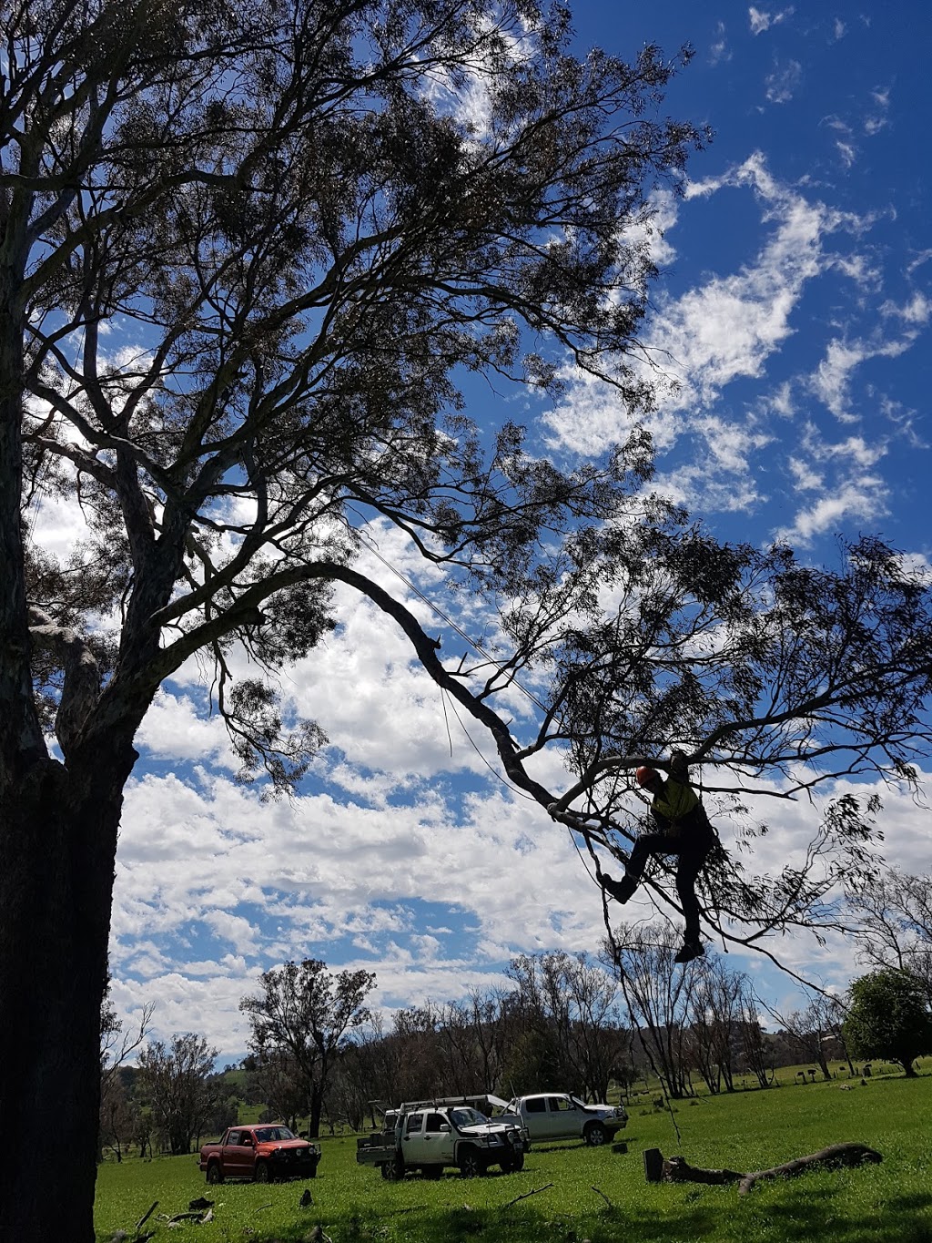 Climb High Tree Services | 880 Federal Hwy, Watson ACT 2602, Australia | Phone: 0402 089 736