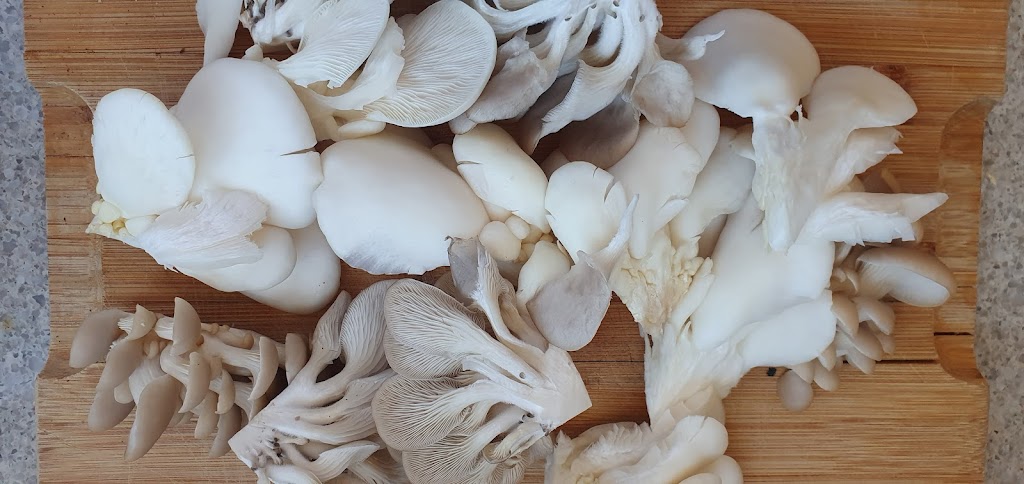 Derwent Valley Fungi | 70 Black Snake Rd, Granton TAS 7030, Australia | Phone: 0422 358 973
