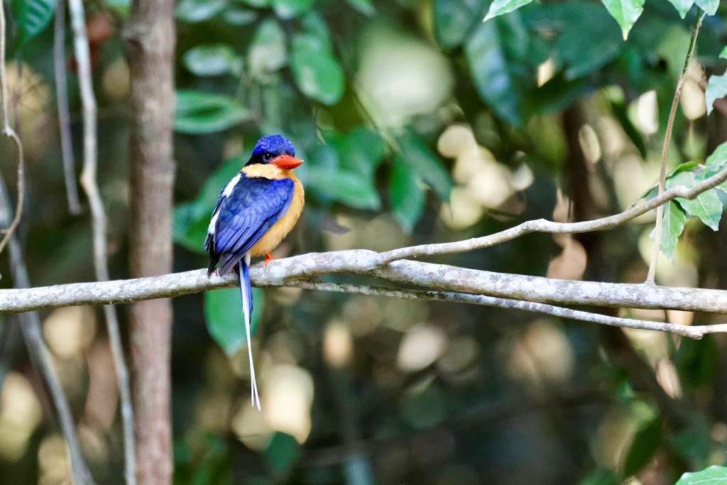 Kingfisher Park Birdwatchers Lodge | campground | RN6 Mount Kooyong Rd, Julatten QLD 4871, Australia | 0740941263 OR +61 7 4094 1263