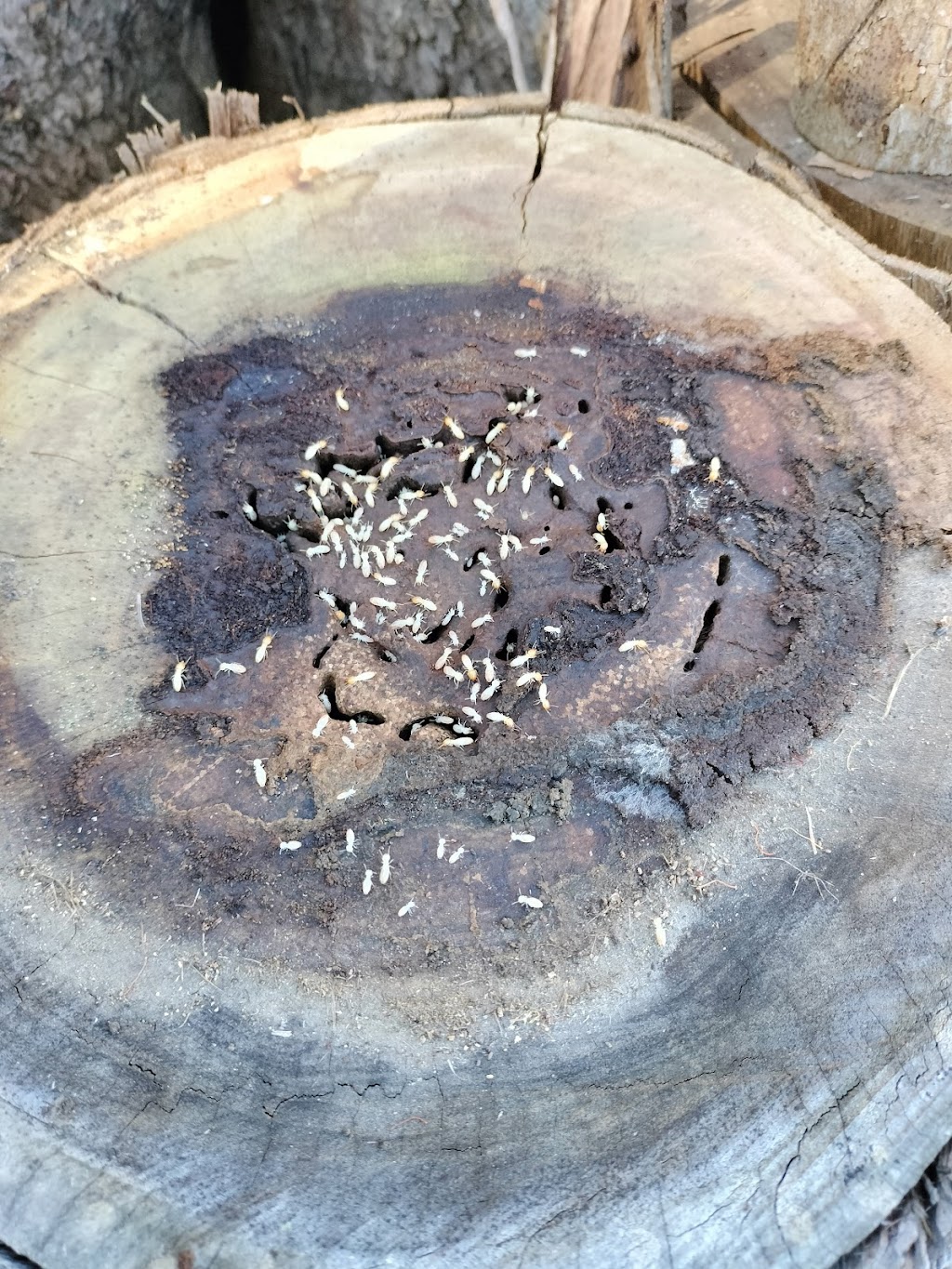 Clarkson Pest Control | Jane Rd, Yarrawonga VIC 3730, Australia | Phone: 0403 194 412