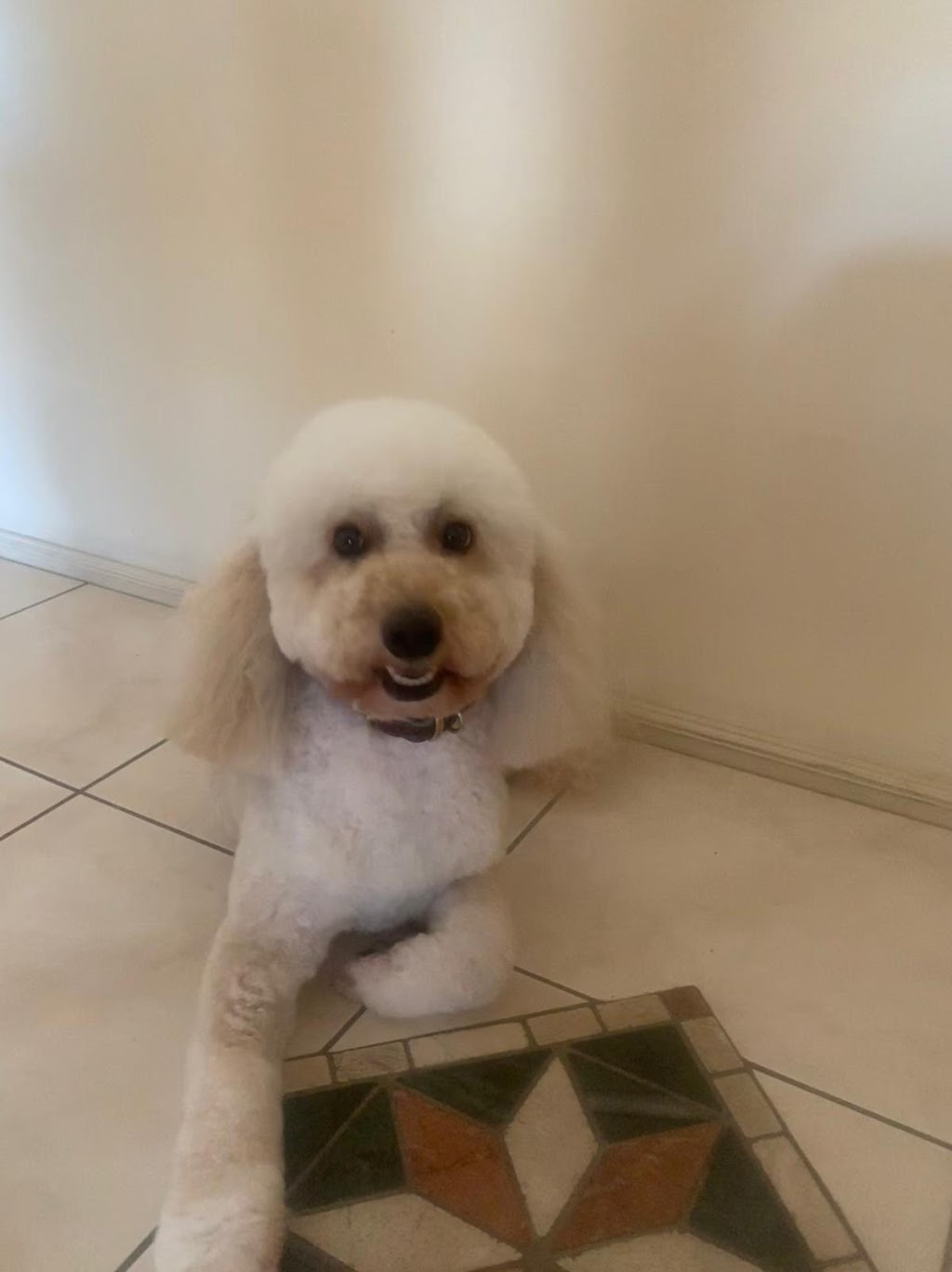 Anastasia’s dog grooming | 11 Hilda Rd, Baulkham Hills NSW 2153, Australia | Phone: 0404 974 407