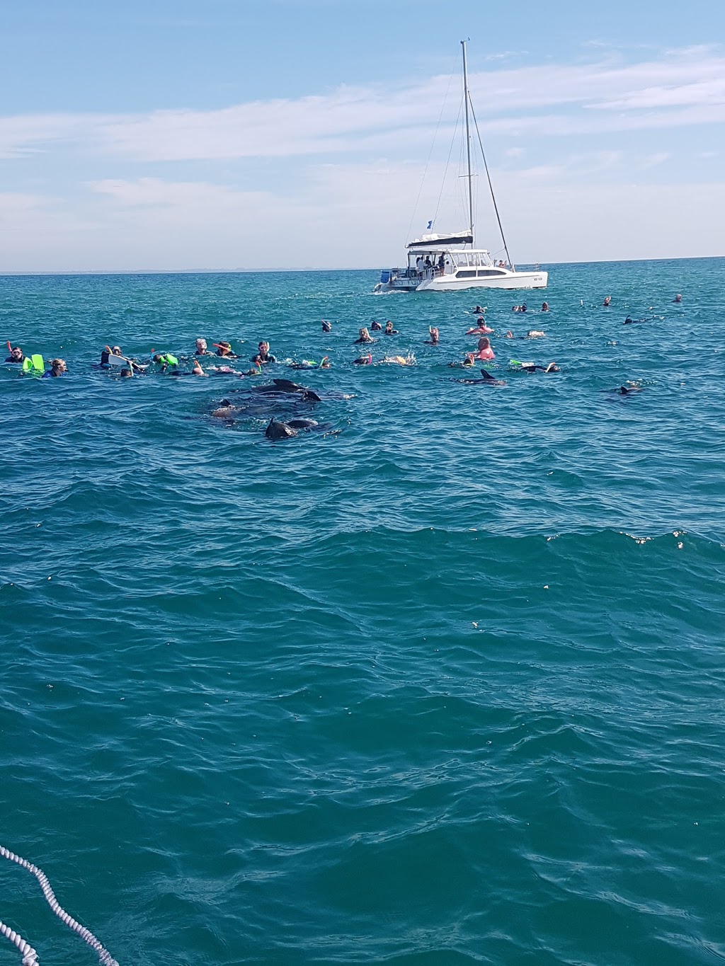 Swim with dolphins and seals | travel agency | Shop 3. Building 6, Queenscliff Boat Harbour, Queenscliff VIC 3225, Australia | 0352583889 OR +61 3 5258 3889