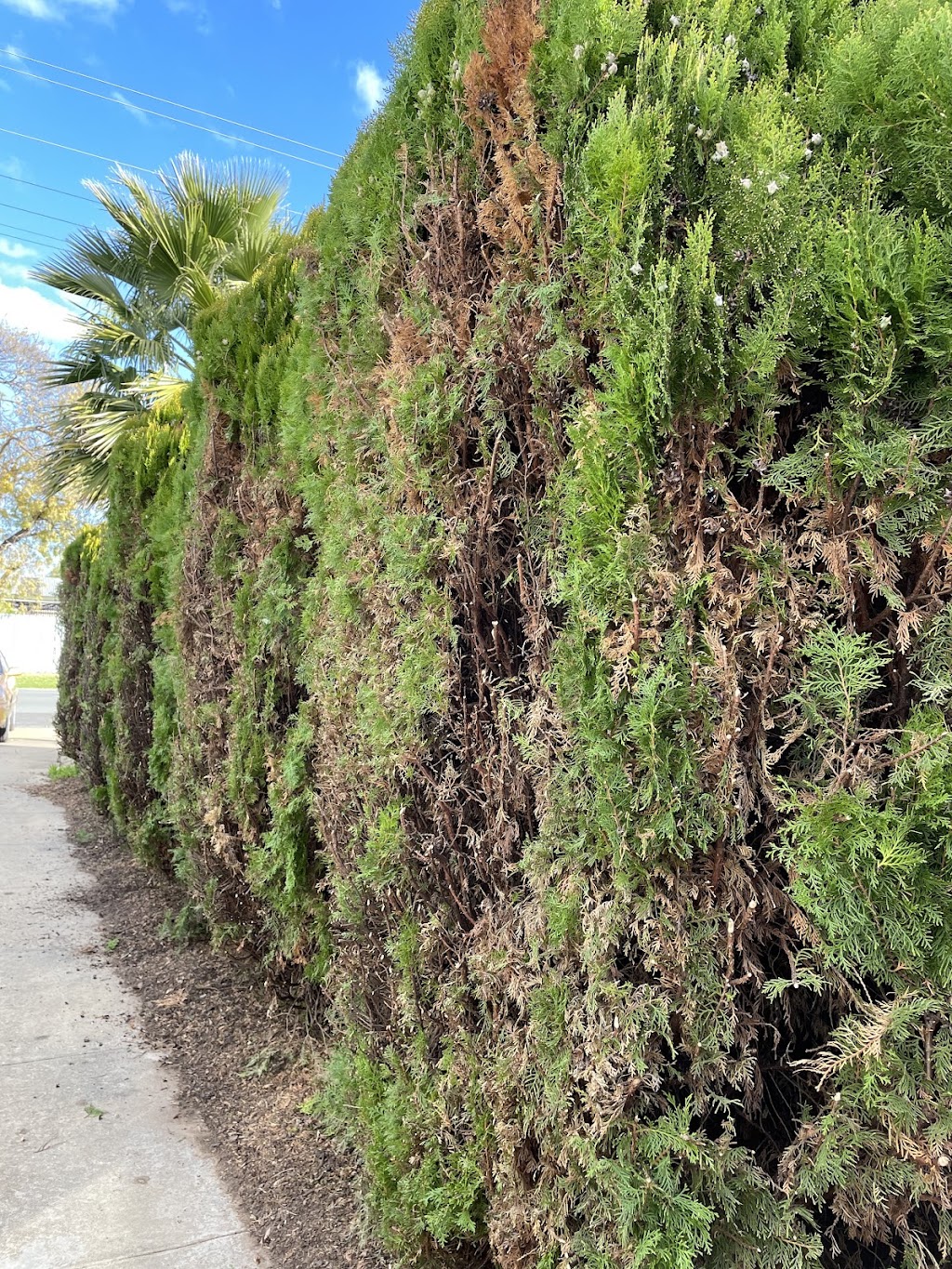 Steven Trevaskis Gardening Service | 31 Wendouree Dr, Kialla VIC 3631, Australia | Phone: 0417 508 145