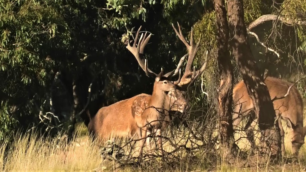 Raptor Ridge Hunts | 1975 Kangaloolah Rd, Peelwood NSW 2583, Australia | Phone: 0409 800 633