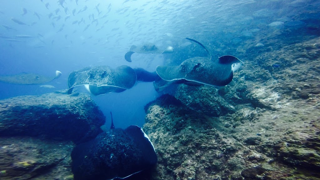 Wolf Rock Dive Centre | school | 2 Goondi St, Rainbow Beach QLD 4581, Australia | 0754868004 OR +61 7 5486 8004