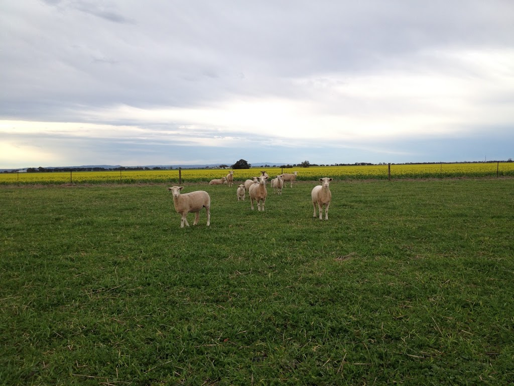 Ashmore White Suffolks | 1460 Wasleys Rd, Woolsheds SA 5400, Australia | Phone: 0439 933 111