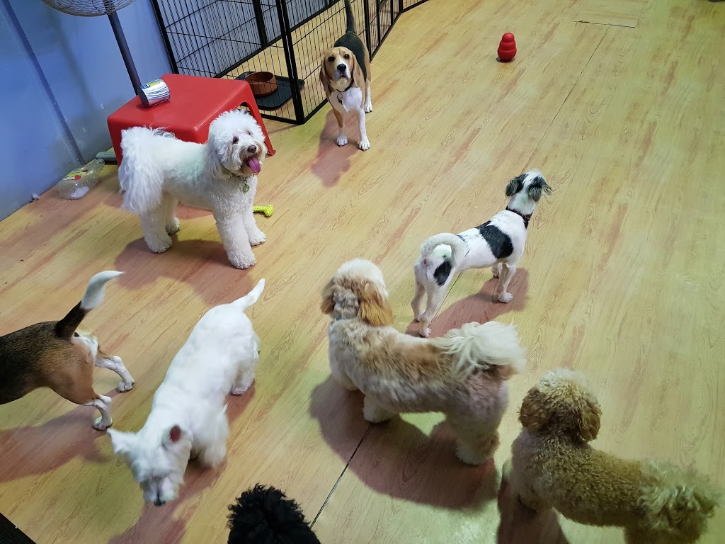 Furry Kids At Play | pet store | Unnamed Road, Morningside QLD 4170, Australia | 0419541008 OR +61 419 541 008