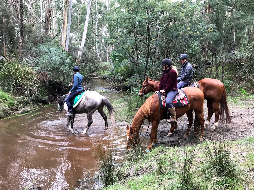 Valley Horse Agistment | Berwick/Guys Hill Area, Harkaway VIC 3807, Australia | Phone: 0407 886 779