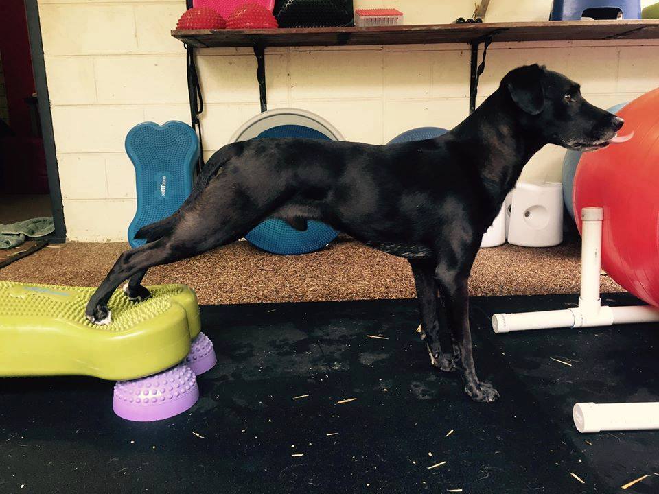 The Balanced Canine | health | 17 Percy St, Marayong NSW 2148, Australia | 0424506244 OR +61 424 506 244
