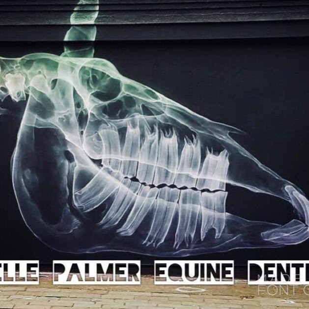 Belle Palmer Equine Dentist | dentist | 355 Balnarring Rd, Tuerong VIC 3915, Australia | 0402922835 OR +61 402 922 835