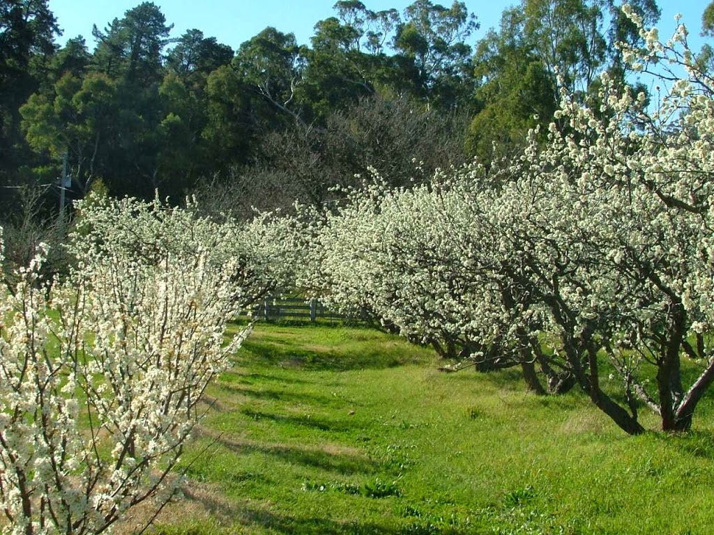 Taralee Orchards | lodging | 1087 Forest Rd, Wirrabara SA 5481, Australia | 0886684343 OR +61 8 8668 4343