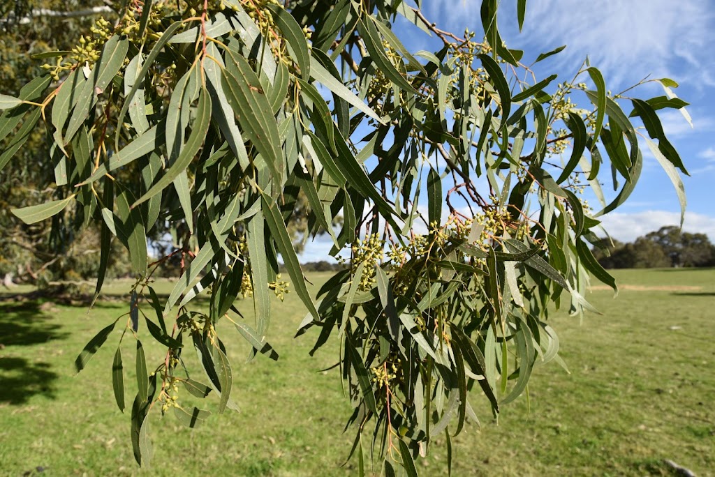 Deadwood Farm | Box 311 Robe 5276, Baxters Hill Rd, Mount Benson SA 5276, Australia | Phone: 0427 682 778