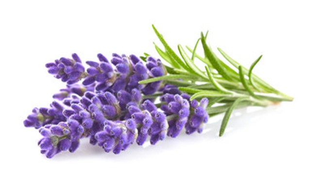 Barrabool Hills Lavender |  | 112 Monahans Rd, Gnarwarre VIC 3221, Australia | 0421464209 OR +61 421 464 209