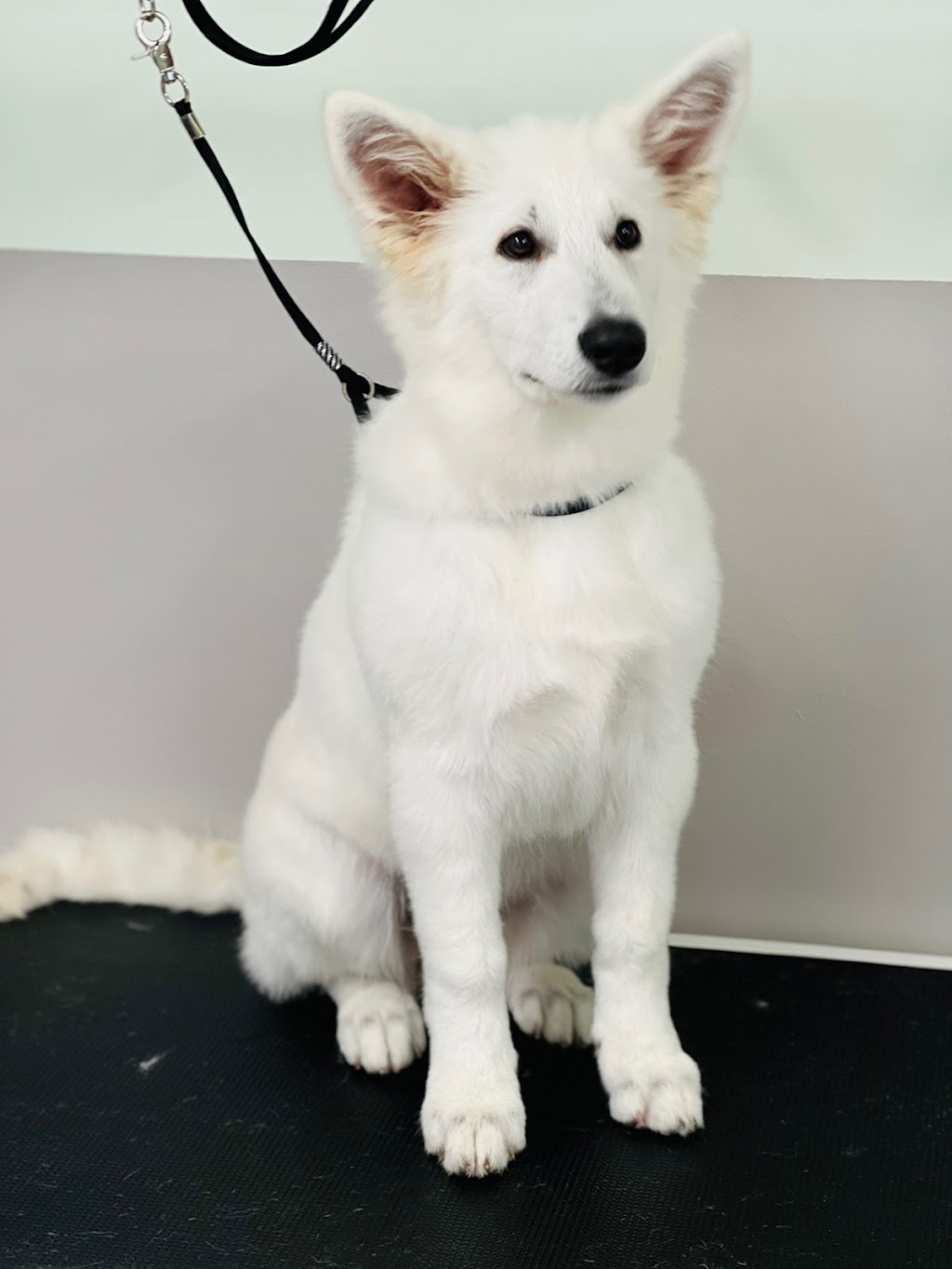DC PETS | Pet Beauty Salon | 123-125 James St, Templestowe VIC 3106, Australia | Phone: 0411 576 789