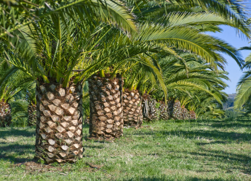 Canary Island Palms Byron Bay | 483 Bangalow Rd, Byron Bay NSW 2481, Australia | Phone: 0400 873 973