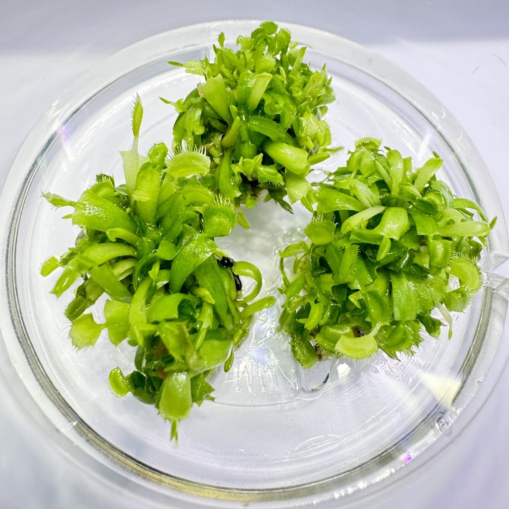 The Guppy Garden & Nano Nursery | Open By Appointment, 5/47 St George Cres, Sandy Point NSW 2172, Australia | Phone: 0437 158 143