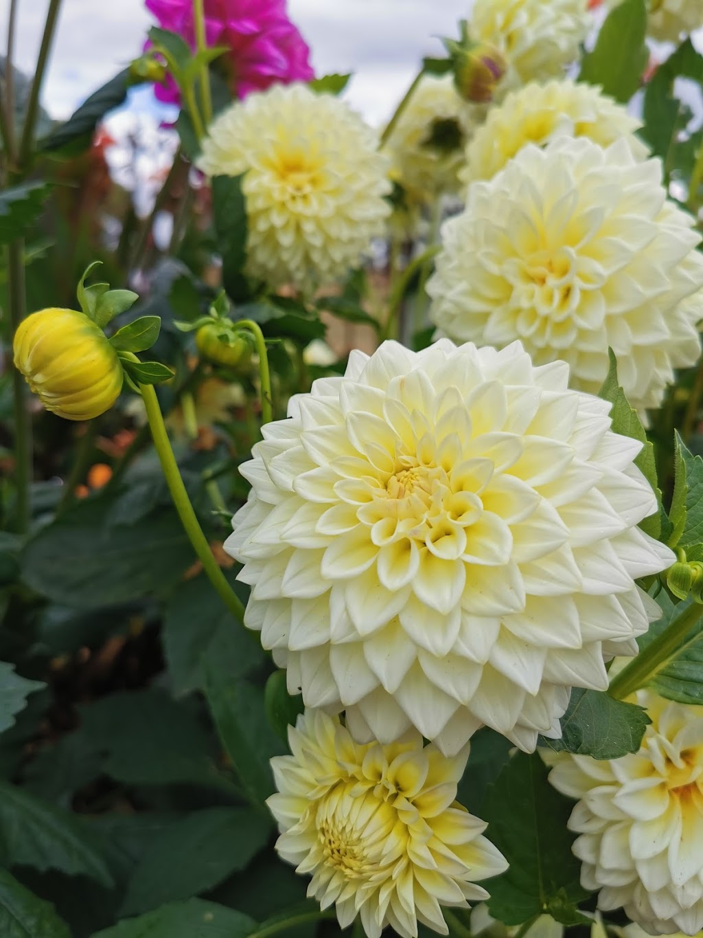 Country Dahlias | 195 Mathisons Rd, Winchelsea VIC 3241, Australia | Phone: (03) 5267 2389