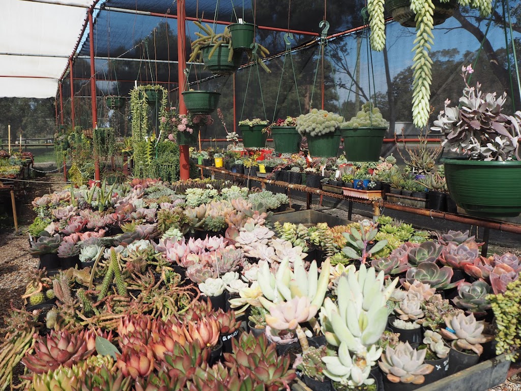 Succulent Boxes WA | 21 Fewster St, Muchea WA 6501, Australia | Phone: 0407 409 845