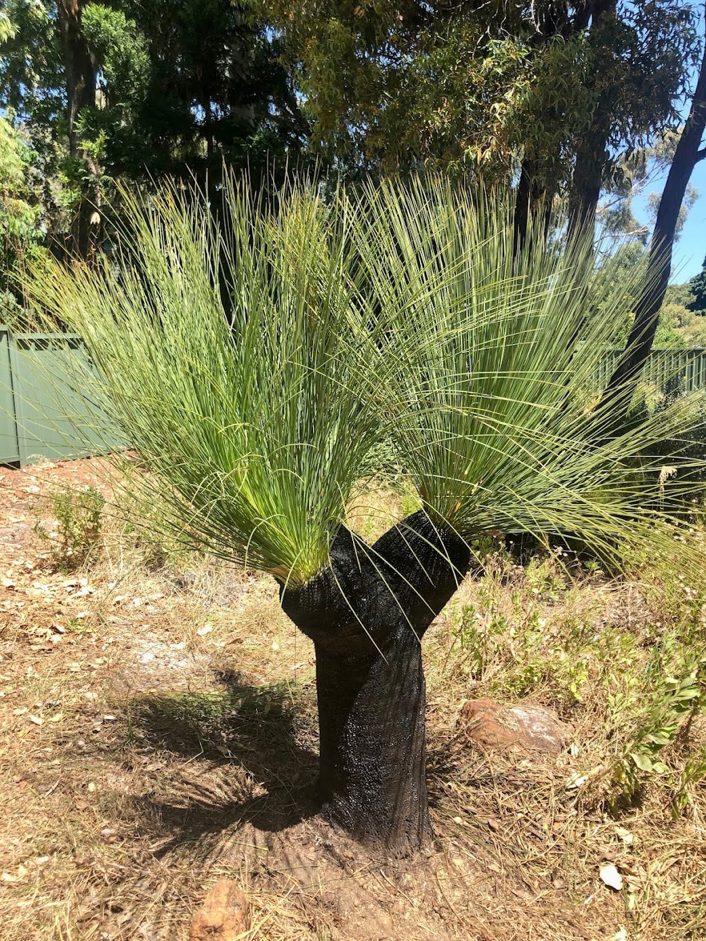 Grasstrees Australia | 35 Septimus View, Middle Swan WA 6056, Australia | Phone: (08) 9359 1443