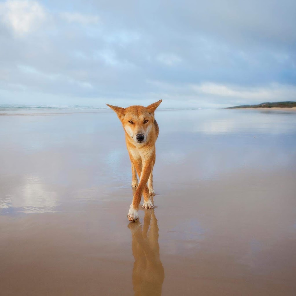 Fraser Island Adventure Tours | Lake Mc Kenzie Road, Fraser Island QLD 4581, Australia | Phone: (07) 5444 6957