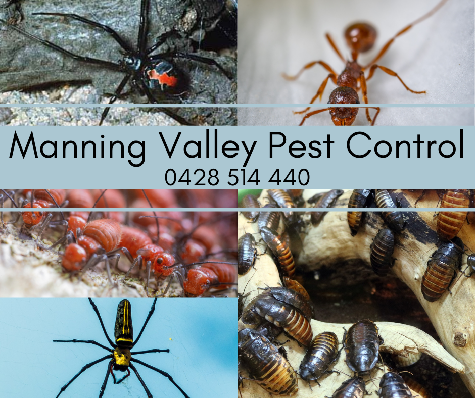 Manning Valley Pest Services | Woola Rd, Taree NSW 2430, Australia | Phone: 0428 514 440