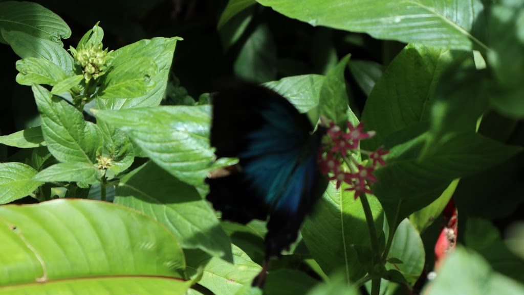 Butterfly Sanctuary | zoo | Kuranda QLD 4881, Australia