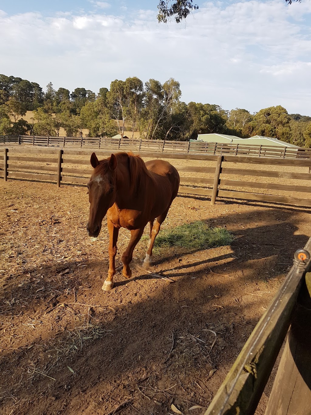 Morning Rise Stud | 12 Bowrings Rd, Red Hill VIC 3937, Australia | Phone: 0407 093 863