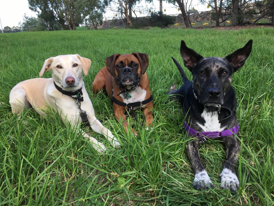 Ka-Pooch! Doggy Daycare | pet store | 221 Grange Rd, Thornbury VIC 3071, Australia | 0394975308 OR +61 3 9497 5308