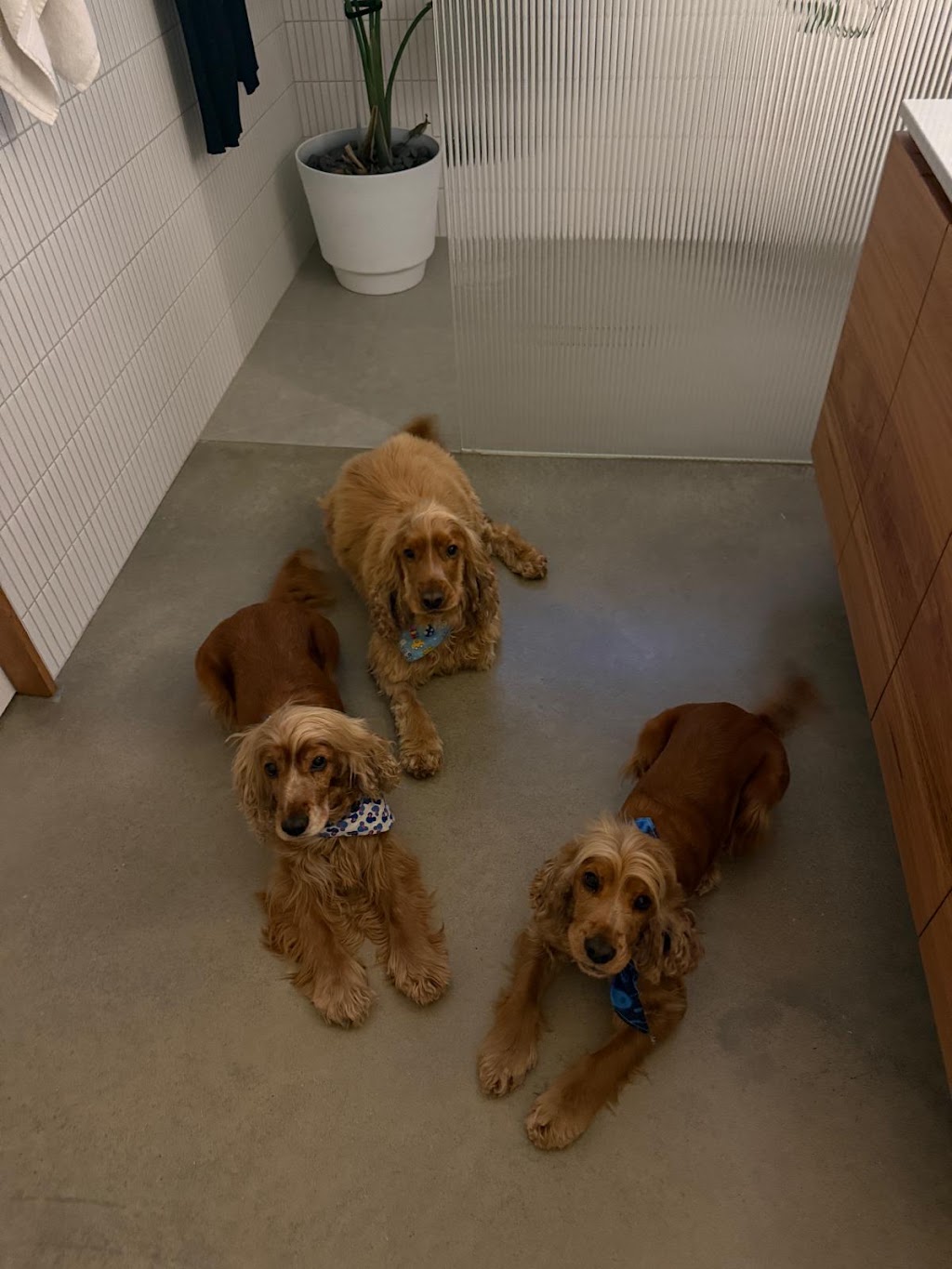 Tiny dog house grooming | Lovely Banks VIC 3213, Australia | Phone: 0432 609 963