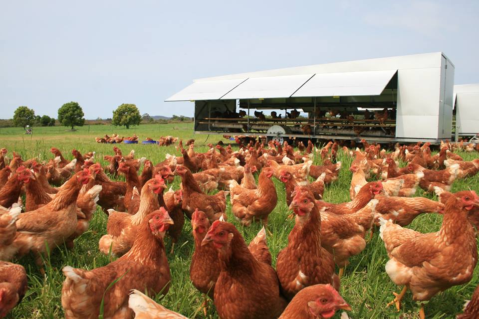 Chicken Caravan | general contractor | 16 Lindfield Park Rd, Port Macquarie NSW 2444, Australia | 1300655735 OR +61 1300 655 735